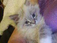 Purrfect ragdoll kittens - ready to go now - Photo 9