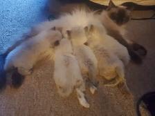 Purrfect ragdoll kittens - ready to go now - Photo 11