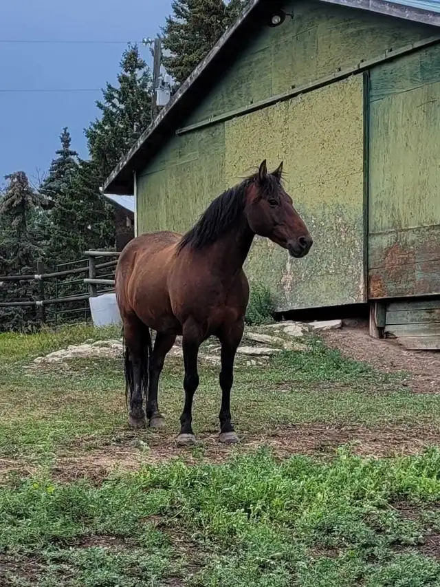 Morgan/QH gelding
