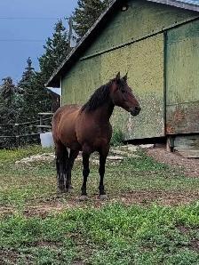 Morgan/QH gelding