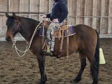 Morgan/QH gelding - Photo 2
