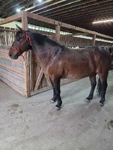 Morgan/QH gelding - Photo 3