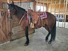 Morgan/QH gelding - Photo 4
