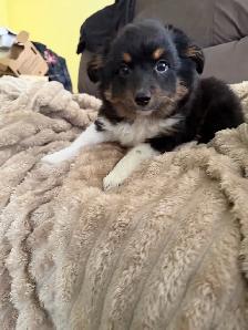 ready now❤️Mini Australian shepherd puppy❤️