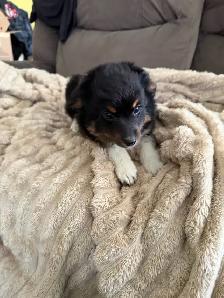 ready now❤️Mini Australian shepherd puppy❤️ - Photo 2