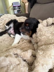 ready now❤️Mini Australian shepherd puppy❤️ - Photo 3