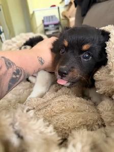 ready now❤️Mini Australian shepherd puppy❤️ - Photo 4