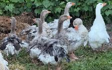 Sebastopol Goose Breeding Pairs