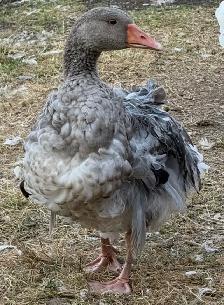 Sebastopol Goose Breeding Pairs - Photo 2