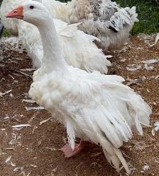 Sebastopol Goose Breeding Pairs - Photo 3