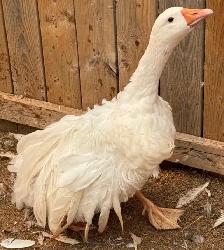 Sebastopol Goose Breeding Pairs - Photo 4