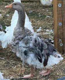 Sebastopol Goose Breeding Pairs - Photo 5