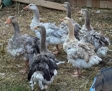 Sebastopol Goose Breeding Pairs - Photo 6