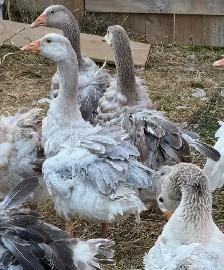 Sebastopol Goose Breeding Pairs - Photo 7