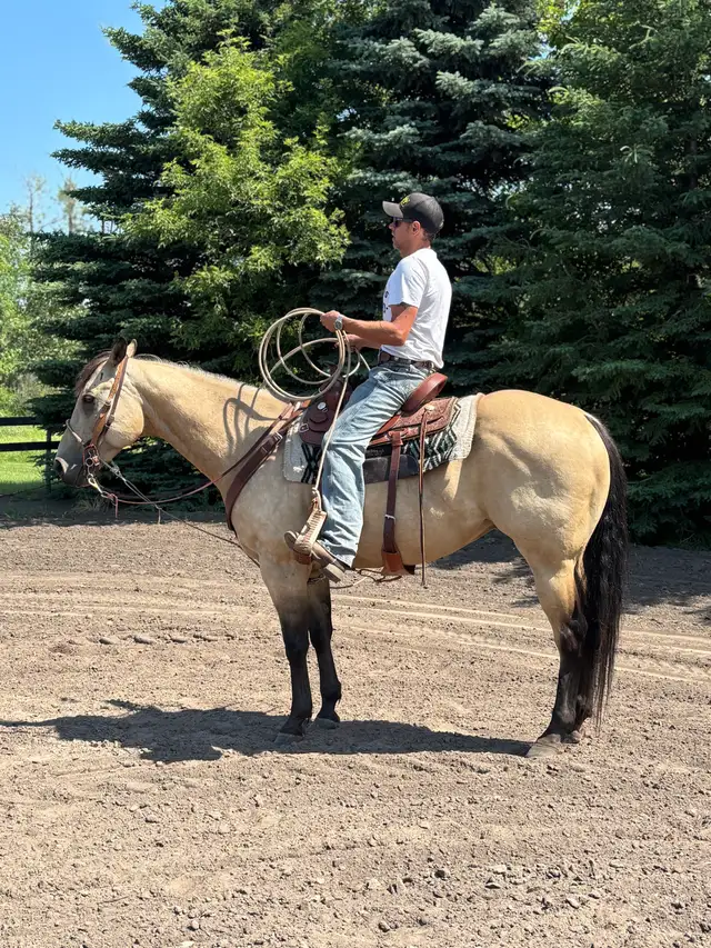 2018 Grade QH Gelding