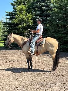 2018 Grade QH Gelding