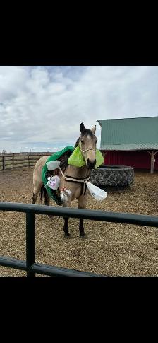 2018 Grade QH Gelding - Photo 4