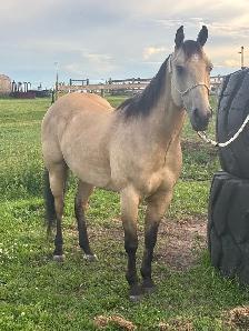 2018 Grade QH Gelding - Photo 6