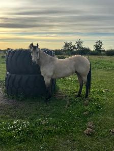 2018 Grade QH Gelding - Photo 8