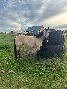 2018 Grade QH Gelding - Photo 9