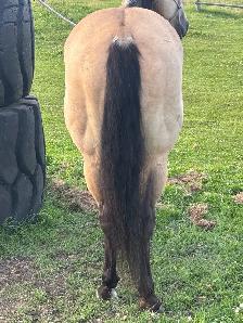 2018 Grade QH Gelding - Photo 10