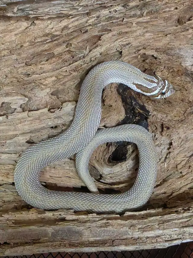 super condas hognose snake