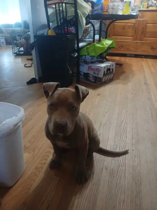 puppies for rehoming