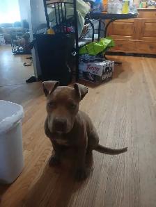 puppies for rehoming