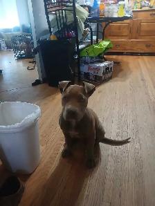 puppies for rehoming - Photo 2