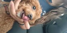 puppies for rehoming - Photo 3
