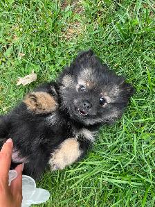 TECUP POMERANIANS