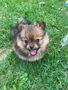 TECUP POMERANIANS - Photo 2