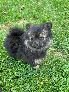 TECUP POMERANIANS - Photo 3