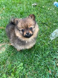 TECUP POMERANIANS - Photo 4