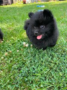 TECUP POMERANIANS - Photo 5