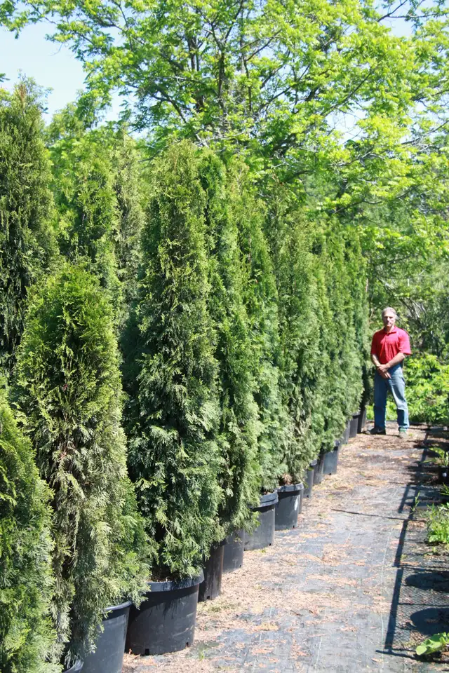 Cedars Boxwoods Yews Japanese Maple Trees