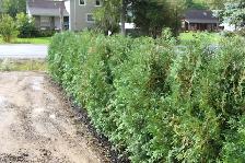 Cedars Boxwoods Yews Japanese Maple Trees - Photo 2