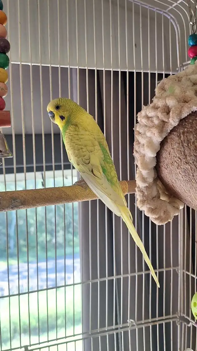 Budgie - FREE