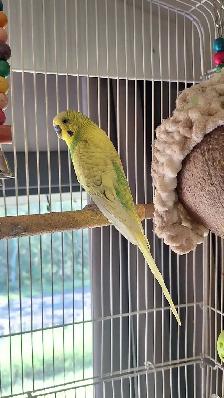 Budgie - FREE