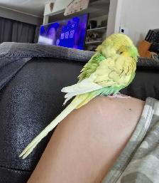 Budgie - FREE - Photo 2