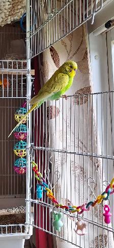Budgie - FREE - Photo 3