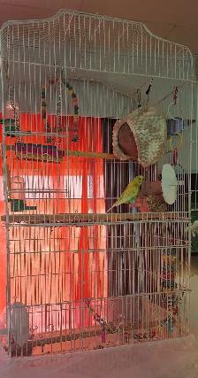 Budgie - FREE - Photo 4