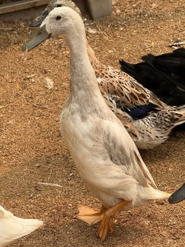 Free Indian Runner Drakes