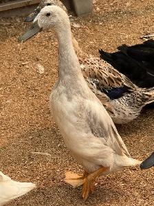Free Indian Runner Drakes