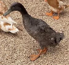 Free Indian Runner Drakes - Photo 2