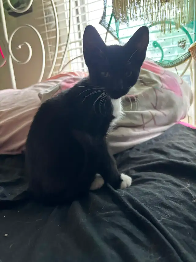 Kitten available