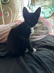 Kitten available