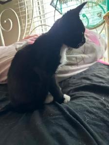 Kitten available - Photo 2