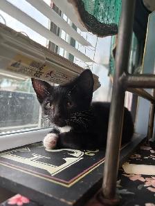 Kitten available - Photo 3