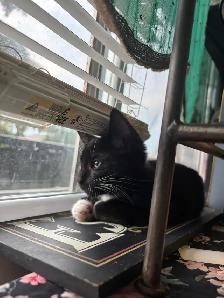 Kitten available - Photo 4